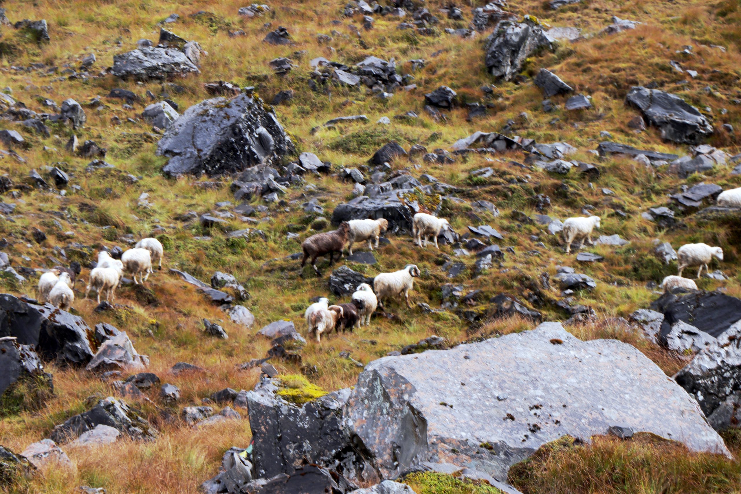 The Beauty Conquered in 5 Days 20 animals in abc scaled